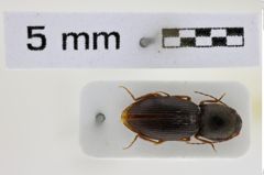 Foto (Dorsalansicht) von Cardiophorus schmidi (Platia, 2010) (NHMW-ZOO-COL-0008528)